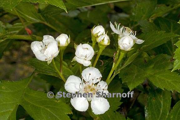 crataegus pinnatifida 2 graphic